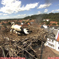 14_35-nest.jpg