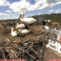 14_40-nest.jpg