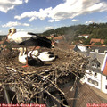14_45-nest.jpg