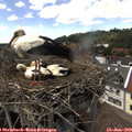 14_50-nest.jpg
