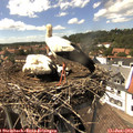 14_55-nest.jpg