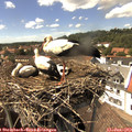 15_00-nest.jpg