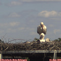 15_05-mast.jpg