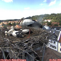 15_05-nest.jpg