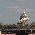 15_10-mast.jpg