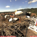 15_10-nest.jpg