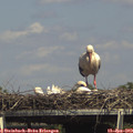 15_15-mast.jpg