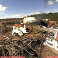 15_15-nest.jpg