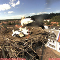 15_20-nest.jpg