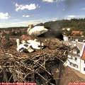 15_25-nest.jpg