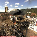 15_30-nest.jpg