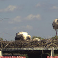 15_35-mast.jpg