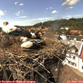 15_35-nest.jpg