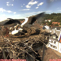 15_45-nest.jpg