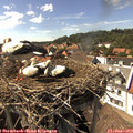 15_50-nest.jpg