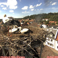 16_00-nest.jpg