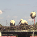 16_10-mast.jpg