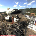 16_10-nest.jpg