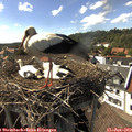 16_15-nest.jpg