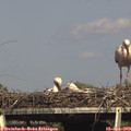 16_20-mast.jpg