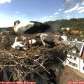16_20-nest.jpg