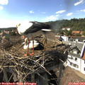 16_25-nest.jpg