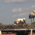 16_30-mast.jpg