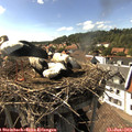 16_30-nest.jpg
