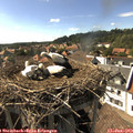 16_40-nest.jpg