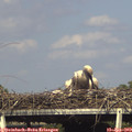 16_50-mast.jpg