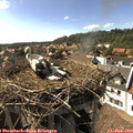 16_50-nest.jpg