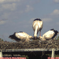 16_55-mast.jpg