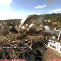 16_55-nest.jpg