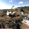 17_00-nest.jpg