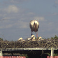 17_05-mast.jpg