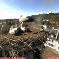 17_05-nest.jpg