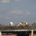 17_10-mast.jpg