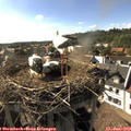 17_15-nest.jpg