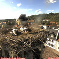 17_20-nest.jpg