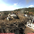 17_25-nest.jpg