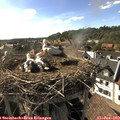 17_30-nest.jpg