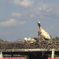 17_35-mast.jpg
