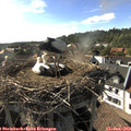 17_40-nest.jpg