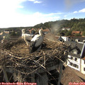 17_45-nest.jpg