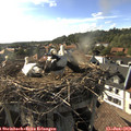 17_50-nest.jpg