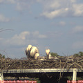 17_55-mast.jpg