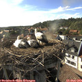 17_55-nest.jpg