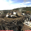 18_00-nest.jpg