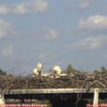 18_05-mast.jpg