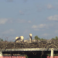 18_10-mast.jpg